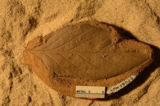 Ficus inaequalis