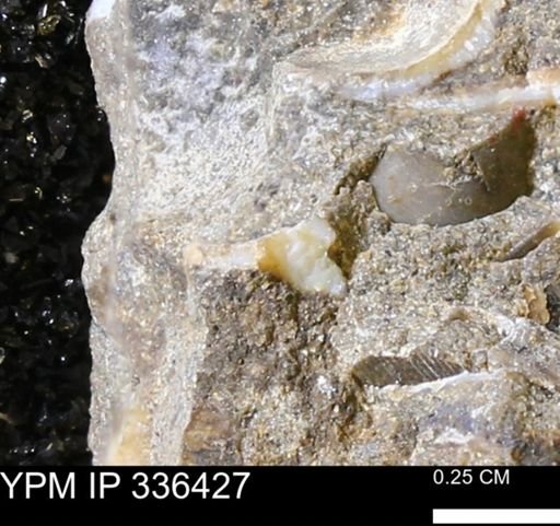 undet. Mollusca