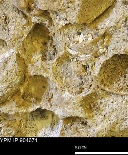 Corbulamella?
