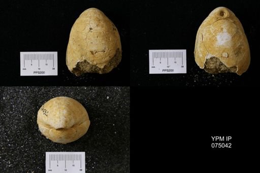 Terebratula harlani