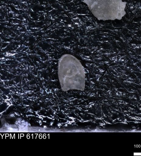 undet. Ostracoda