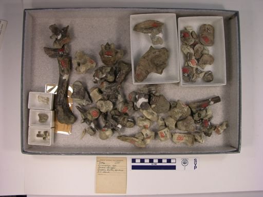 Crocodilus sp.