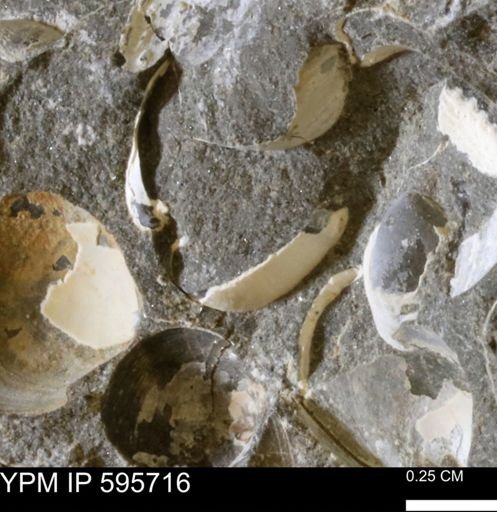 Protocardia sp.