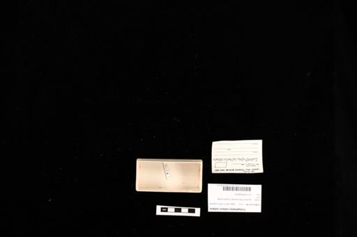 Crotaphytus collaris collaris