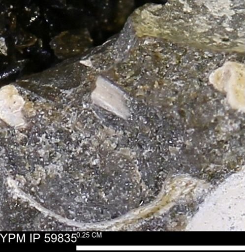 Limopsis striatopunctatus
