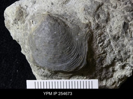 Pterinea (Caritodens) demissa