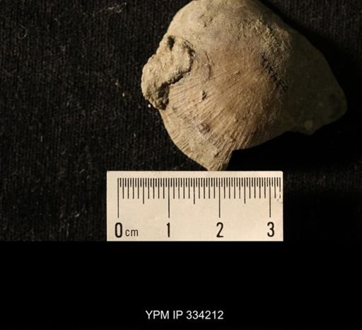 Agelacrinites pileus