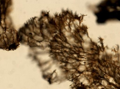Ophlitaspongia papilla