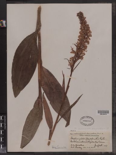 Blephariglottis psycodes