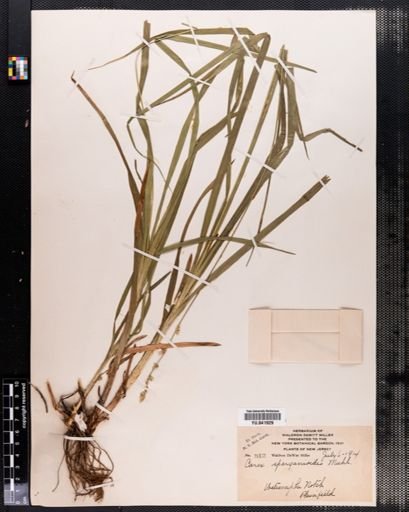 Carex sparganioides