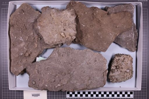 mixed taxa, stratigraphic collection