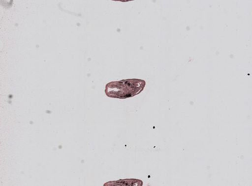Plagiostomum whitmani