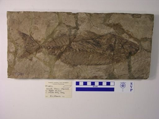 Seriola prisca