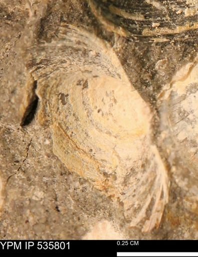Limopsis striatopunctatus