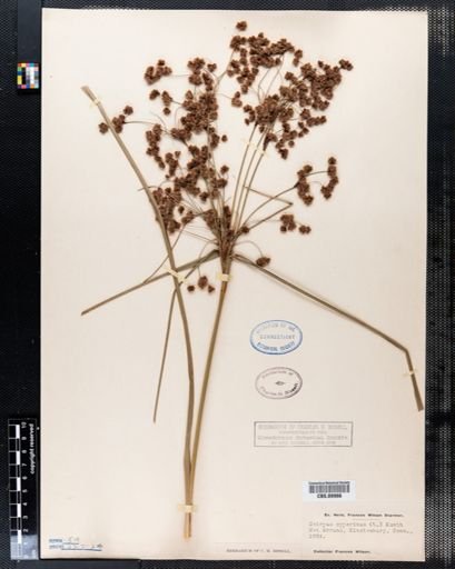 Scirpus cyperinus