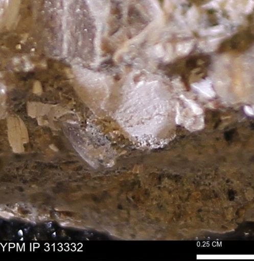 Corbicula sp.