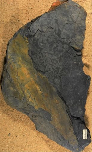 Pecopteris sp.