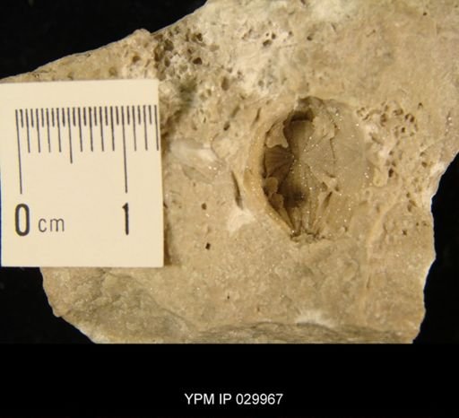 undet. Cystoidea