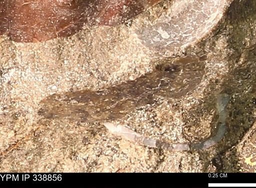 undet. Bivalvia