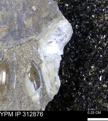 undet. Mollusca