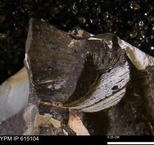Limopsis? striatopunctatus