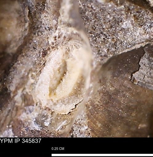 undet. Mollusca