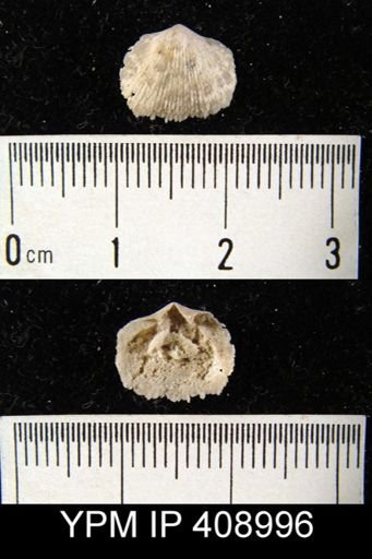Doleroides sp.