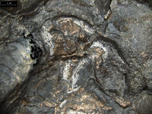 Aplocoma damesii