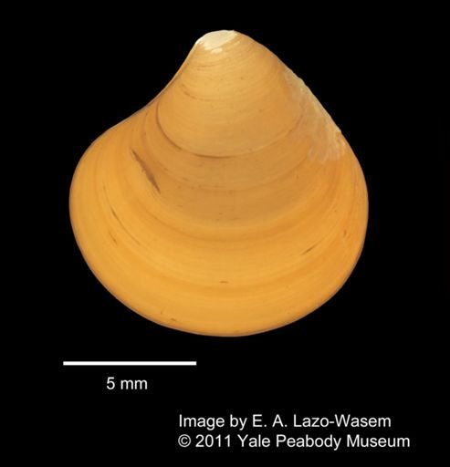 Astarte castanea