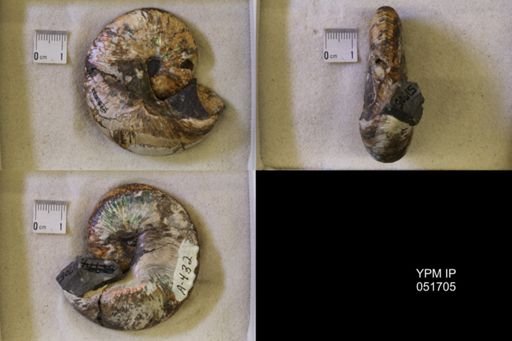 Hoploscaphites nicolletii