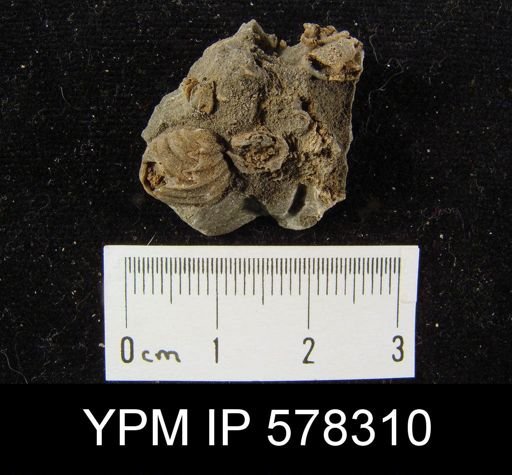 Camarophoria deloi