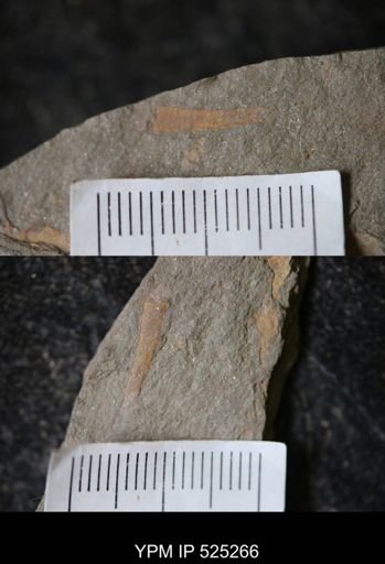 Problematica