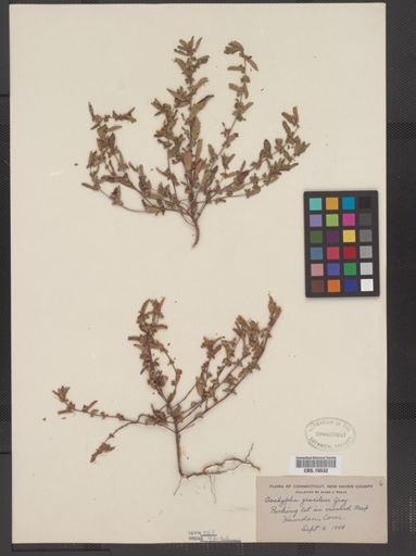 Acalypha gracilens