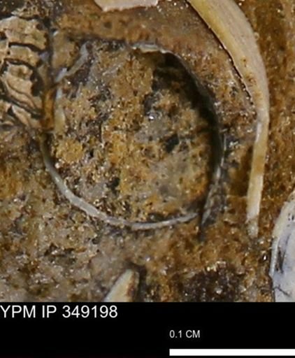 undet. Mollusca