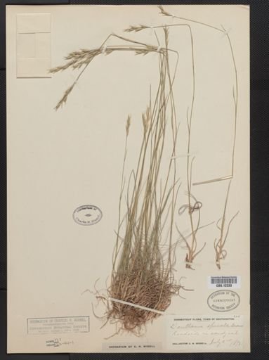 Danthonia spicata
