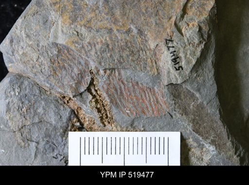 Dictyonema sp.