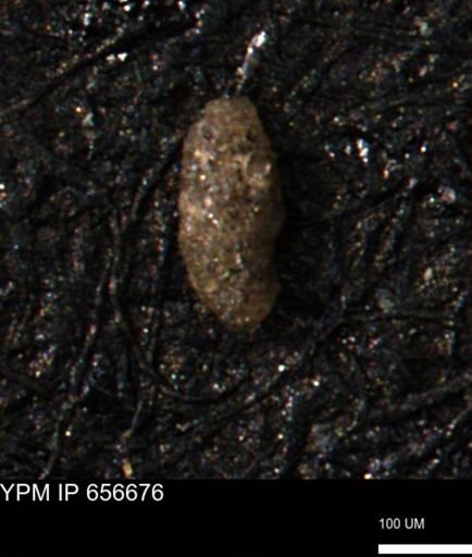Miliammina manitobensis