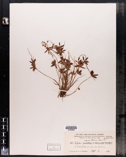 Cyperus rivularis