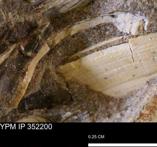 Limopsis striatopunctatus
