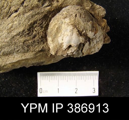Eatonia medialis