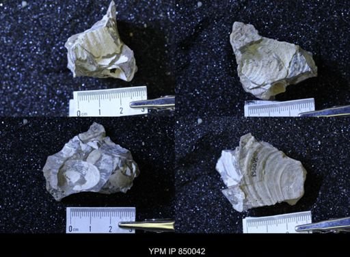 undet. Bivalvia