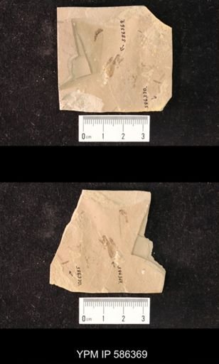 Protonolima mantispinoformis
