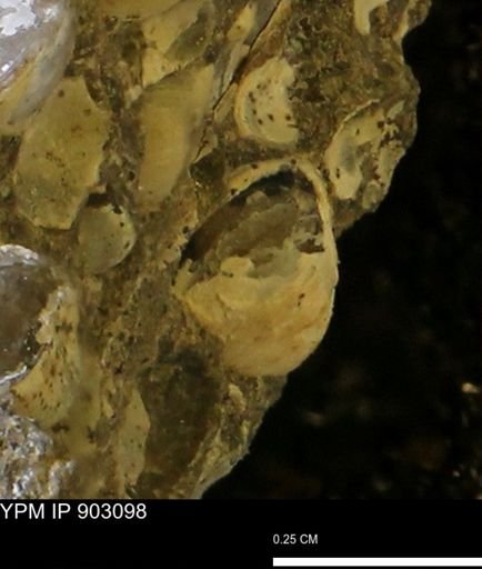 Corbulamella sp.
