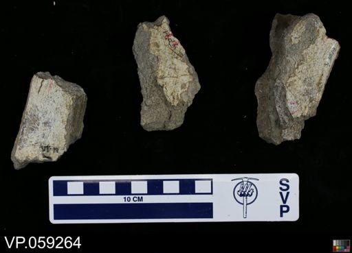 undet. Dinosauria