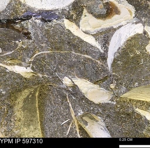 Limopsis striatopunctatus