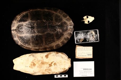 Hardella thurjii