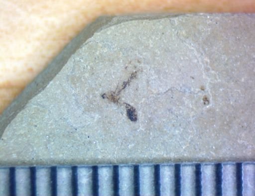 undet. Diptera