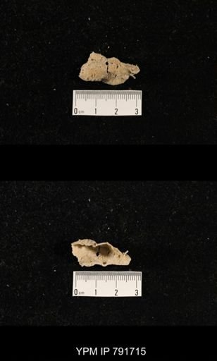 undet. Brachiopoda