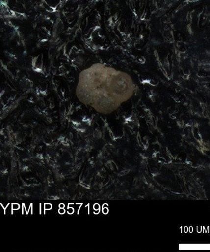 undet. Foraminiferida