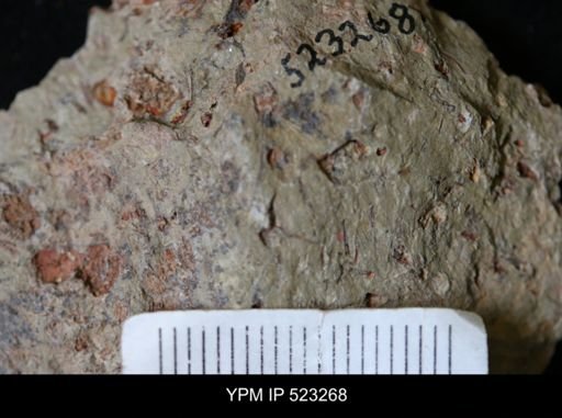 undet. Eocrinoidea